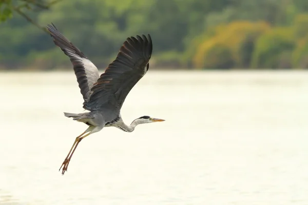 Grand héron survolant le Danube — Photo