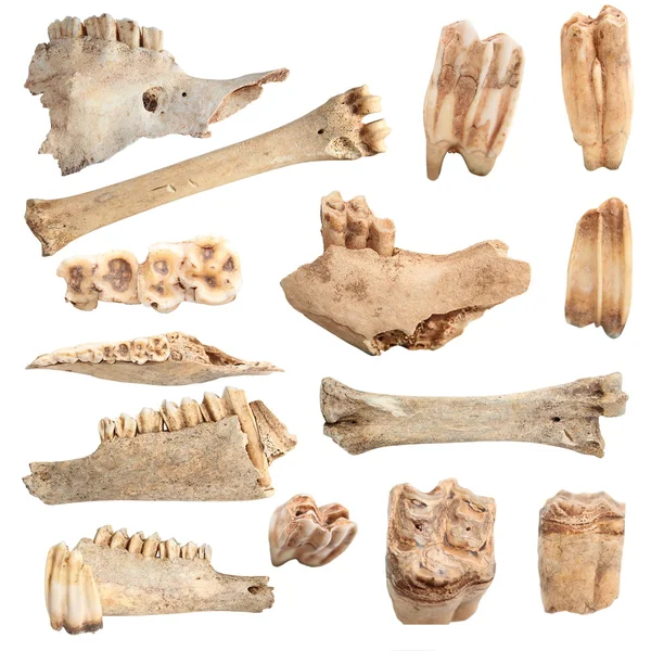 Izole farklı hayvan kemikleri — Stok fotoğraf