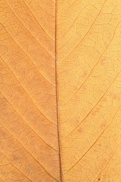 Macro tiro de folha desbotada — Fotografia de Stock