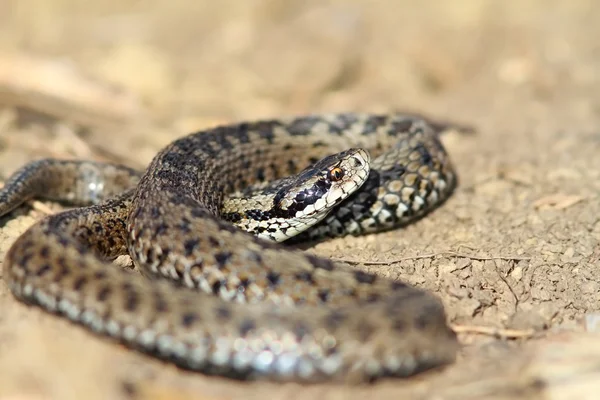 Az in situ férfi vipera — Stock Fotó