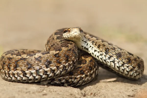 Çayır viper vurmaya hazır — Stok fotoğraf