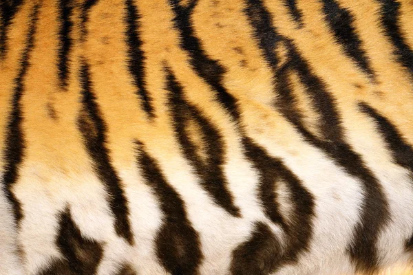 Naturalny wzór futra tygrysa — Zdjęcie stockowe