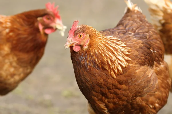 Retrato de una gallina marrón en la granja — Foto de Stock