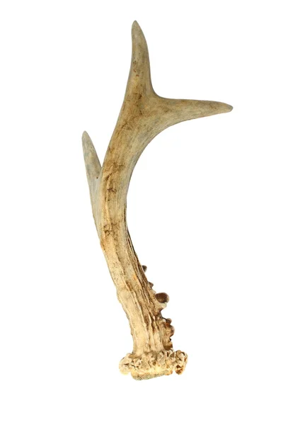 Rådjur isolerade horn — Stockfoto