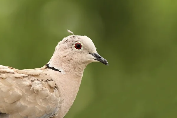 Turtledove portrait on green background — Stock Photo, Image