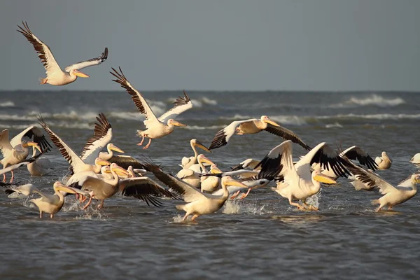 Wild flock of great pelicans taking flight — Stock Photo, Image