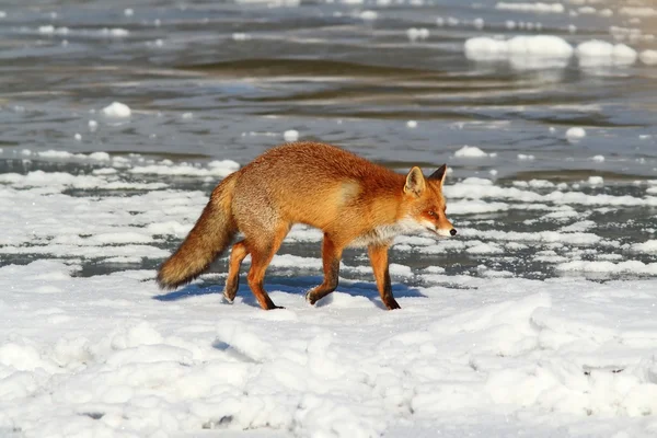 Renard sauvage sur le lac gelé — Photo