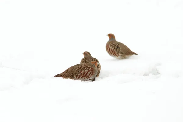 Grey partridges on snow — Stock Image Grey partridges on snow Stock Photo