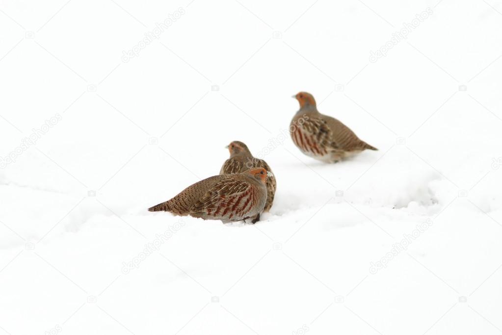 grey partridges on snow