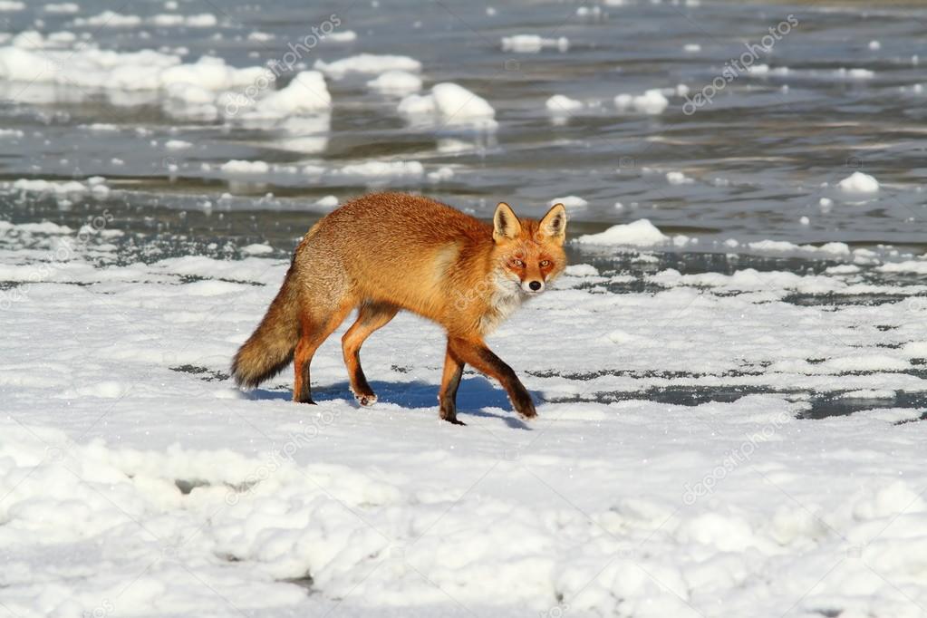 wild red fox on ice