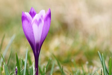 güzel bahar crocus portre