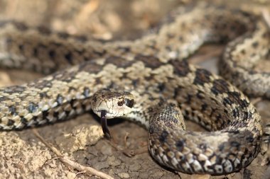 erkek çayır viper vurmaya hazır