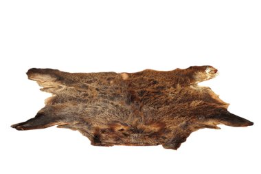 yaban domuzu izole pelt