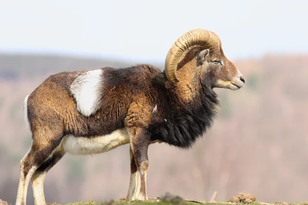 Hermoso majestuoso mouflon ram — Foto de Stock