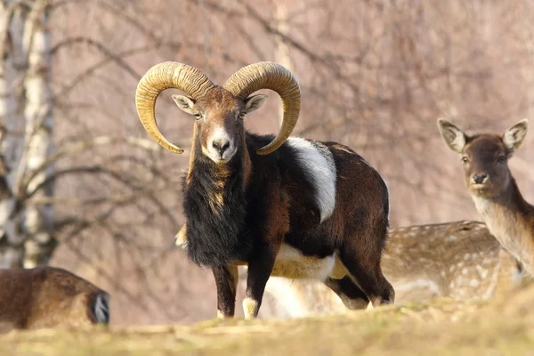 Belo carneiro mouflon — Fotografia de Stock