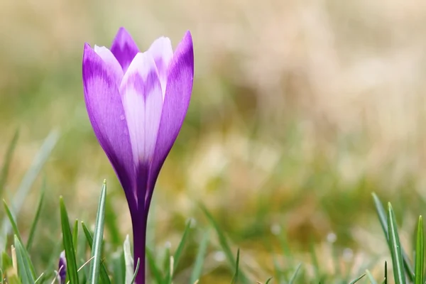 Beautiful spring crocus closeup — Stock Photo, Image