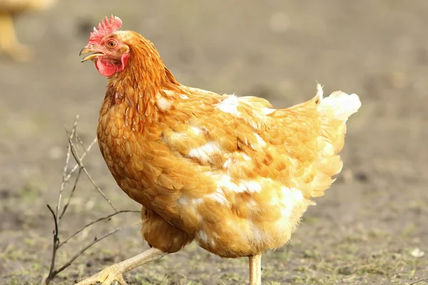 Beige Henne zu Fuß — Stockfoto