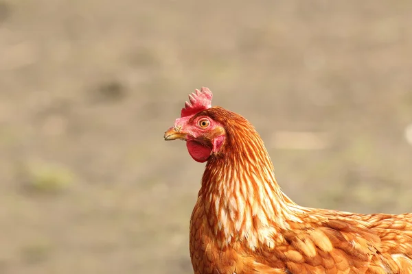 Beige hen close up — Stock Photo, Image