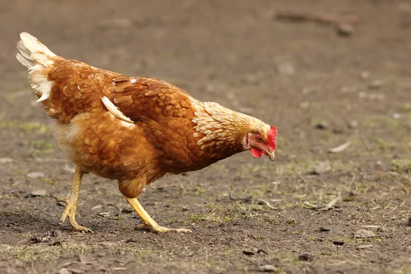 Brown hen in farm yard — Stock Photo, Image