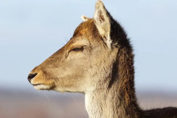 Closeup of fallow deer doe head — Stock Photo, Image