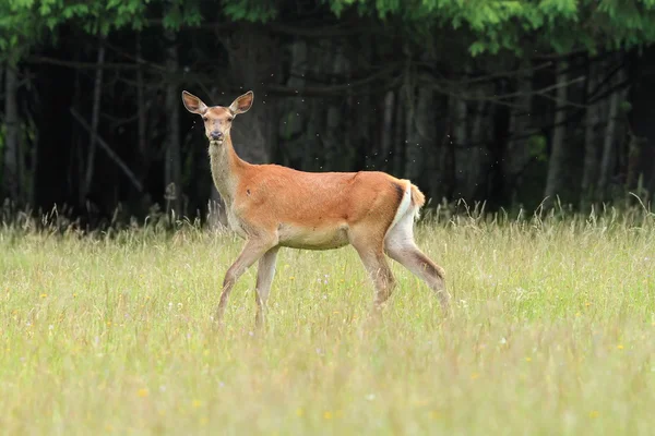 Ciekawe red łania — Zdjęcie stockowe