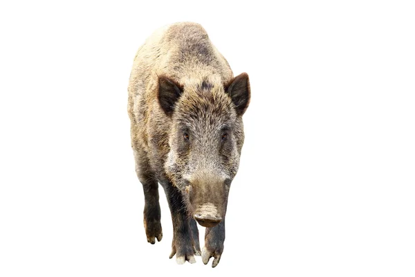 Wildschweine in voller Länge über Weiß — Stockfoto