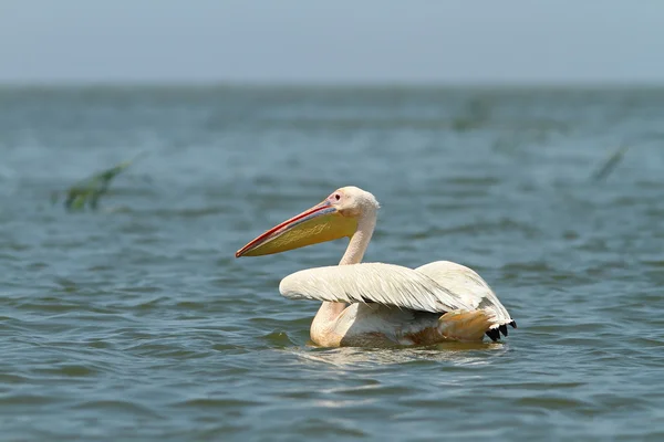 Great pelican floating on blue water — Stock Photo, Image