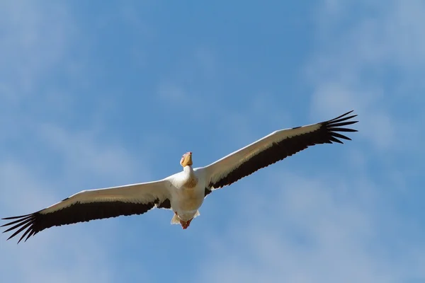 カメラに向かって飛んで素晴らしいペリカン — ストック写真