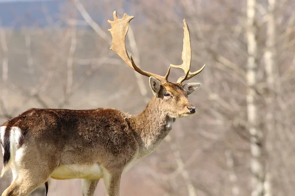 Majestic fallow deer stag — Stock Photo, Image