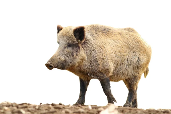 Geïsoleerde enorme wild zwijn — Stockfoto