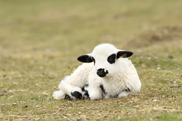 Lazy white lamb — Stock Photo, Image