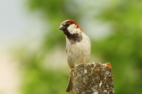 Male house sparrow over green background — Stock Photo, Image