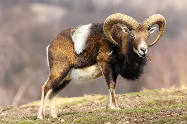 Mouflon comendo pedaço de casca de árvore — Fotografia de Stock