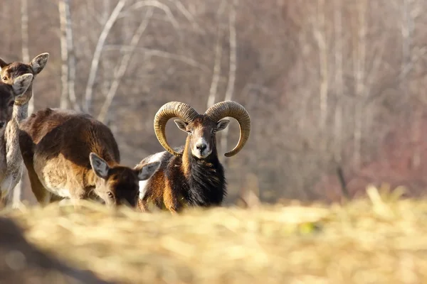 Mouflon ram mirando hacia la cámara — Foto de Stock