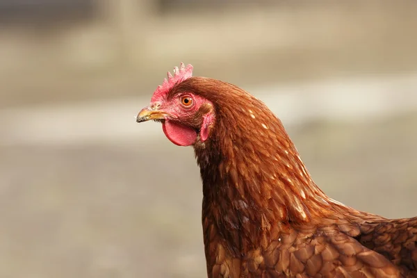 Retrato de gallina marrón — Foto de Stock