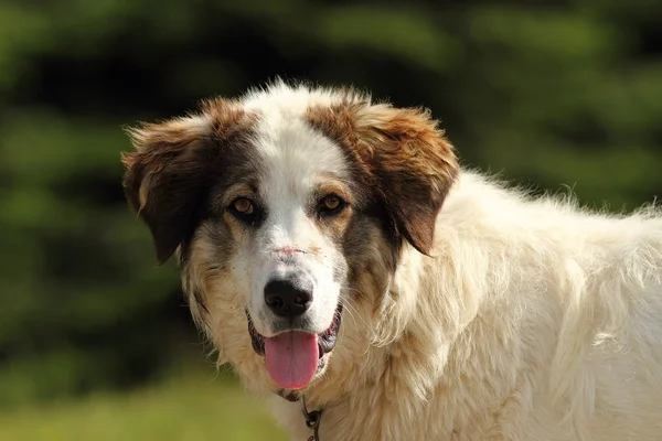 Portrait of romanian shepherd dog — Stock Photo, Image