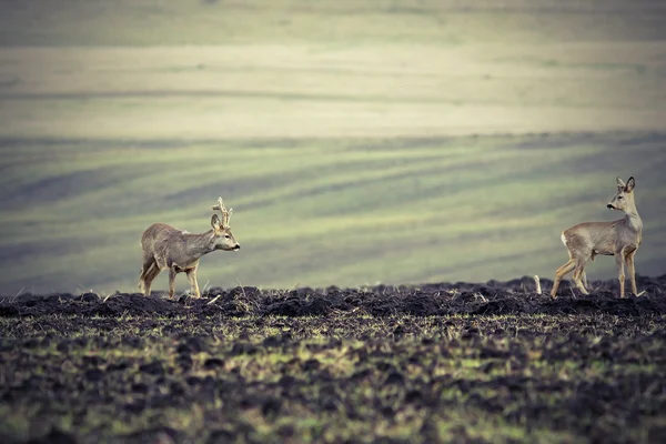獐鹿犁过的土地上 — 图库照片