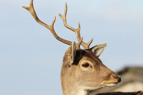 Porträt junger Damhirsche — Stockfoto