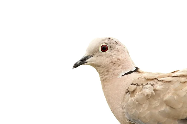 흰색 위에 산 비둘기 초상화 — 스톡 사진