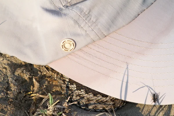 Viper under hat — Stock Photo, Image