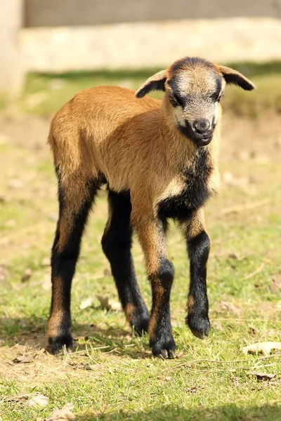 Young cute goat — Stock Photo, Image