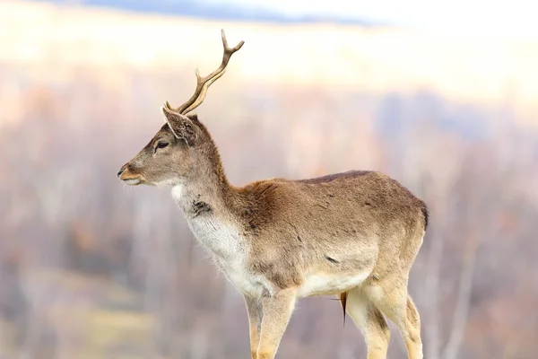 Young fallow deer stag Stock Photo