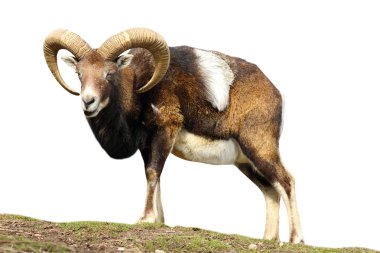 isolated mouflon looking at the camera clipart