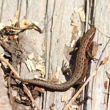 viviparous kertenkele güdük üzerinde tadını çıkarma