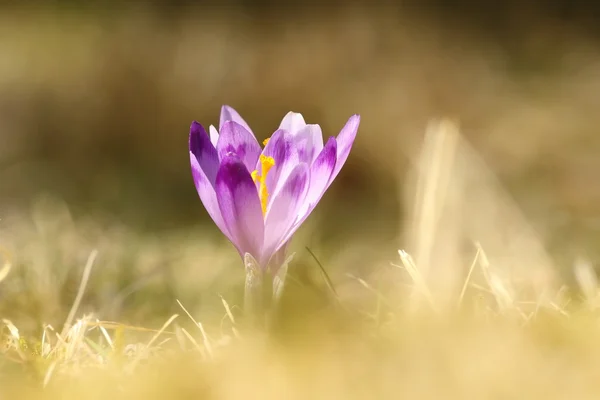 Vackra vilda krokus — Stockfoto