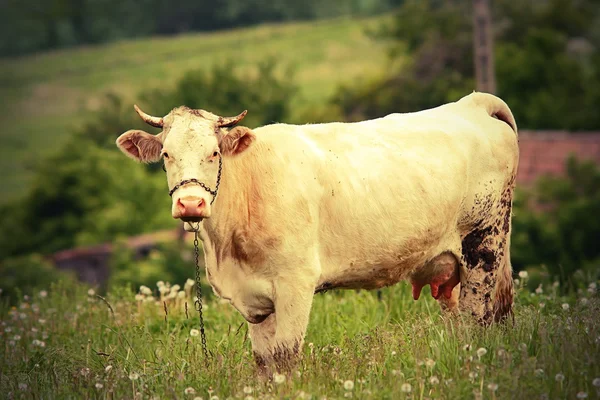 Krowa ciekawy patrząc na kamery — Zdjęcie stockowe