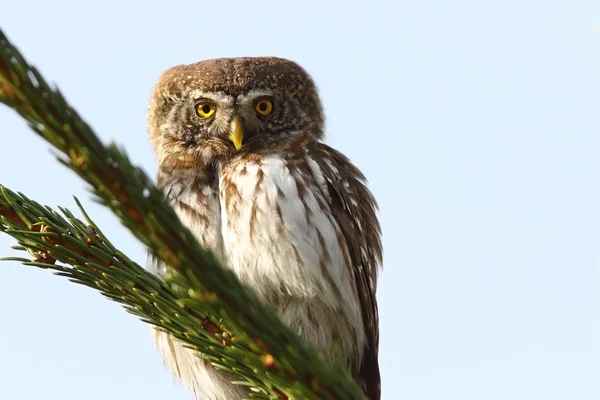 Euraziatische pygmy uil op spar — Stockfoto