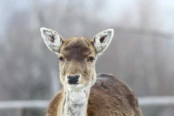 Deer hind portrait — Stock Photo, Image