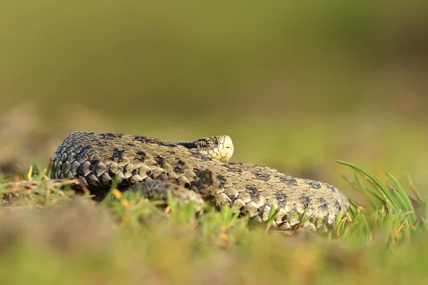 Fêmea húngara prado adder basking na grama — Fotografia de Stock