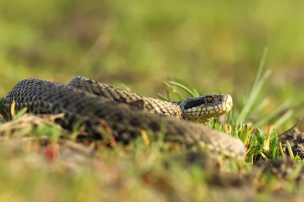 Female meadow viper in the grass — Stock Photo, Image